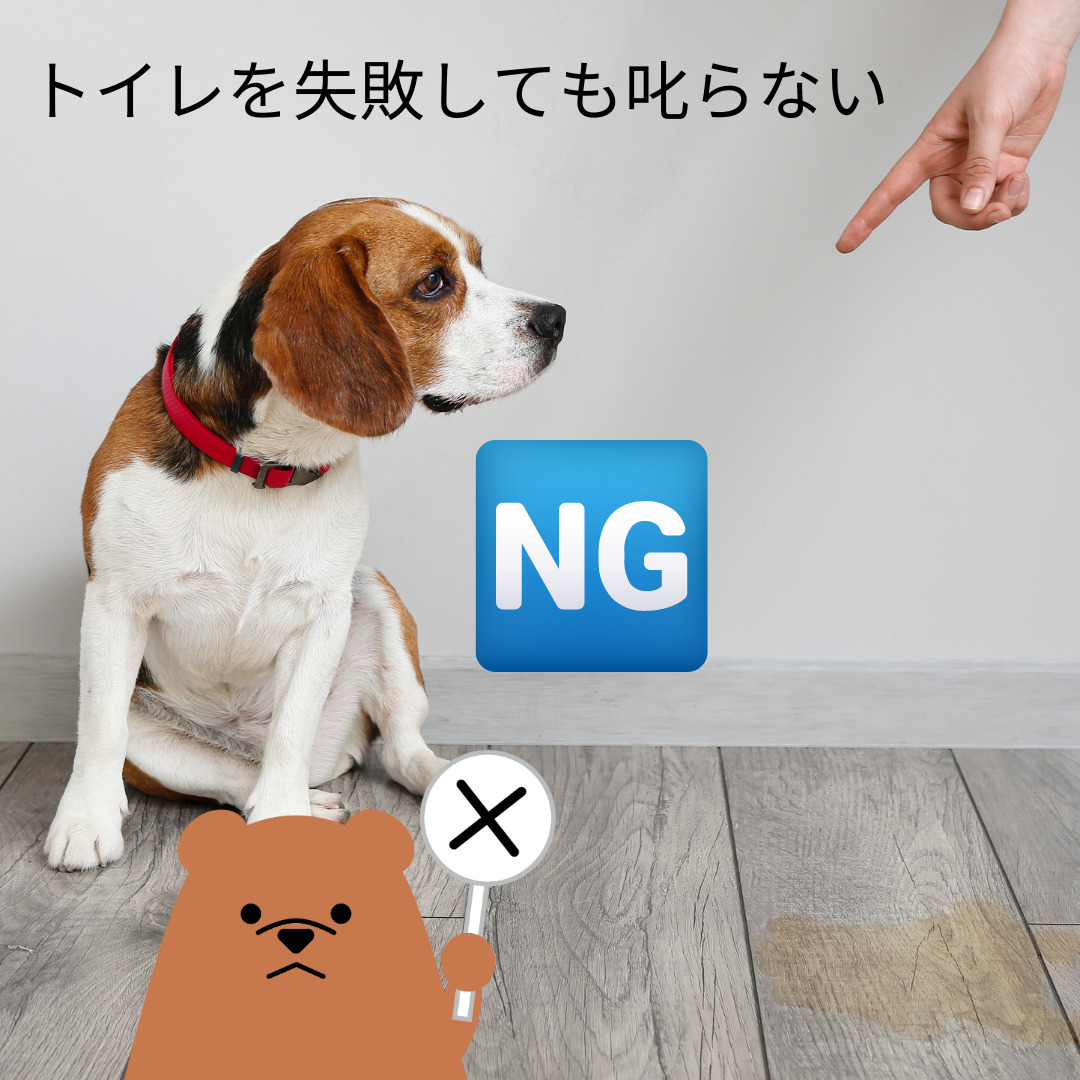 長野県佐久市の犬のしつけ教室　子犬のしつけ（トイレトレーニング）3ヶ月までのおしっこのしつけ【子犬のしつけ方】