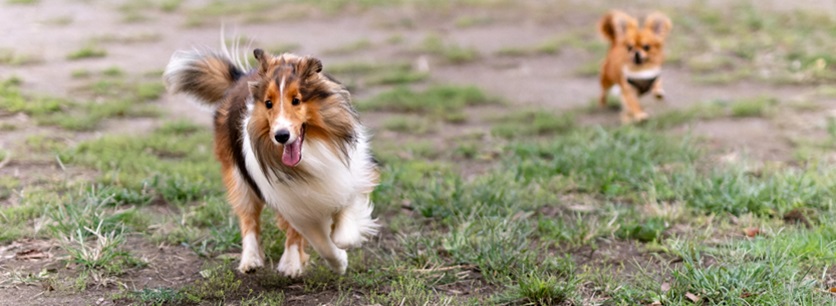 長野県で楽しく学べる犬のしつけ教室！選び方とトレーニング方法｜軽井沢犬のほいくえんVita(ヴィータ)