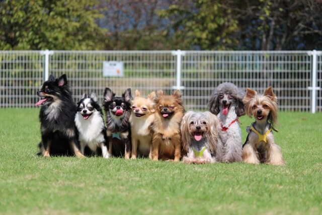 人気の犬種別カットスタイル