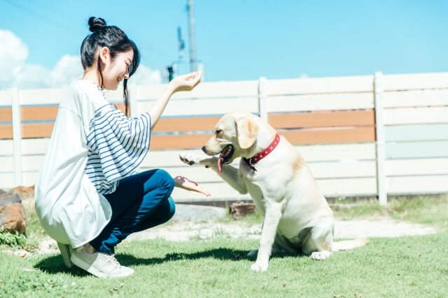 犬のしつけ教室の重要性