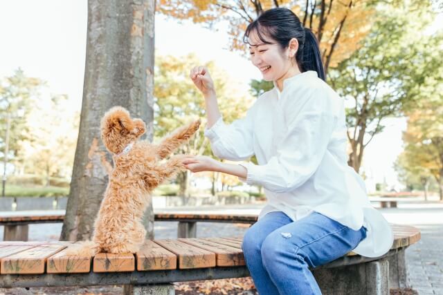 犬のしつけ教室で学べるトレーニング内容