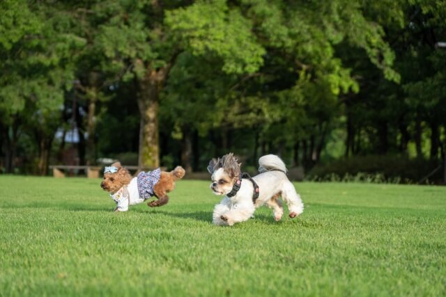 犬種別おすすめカットスタイル