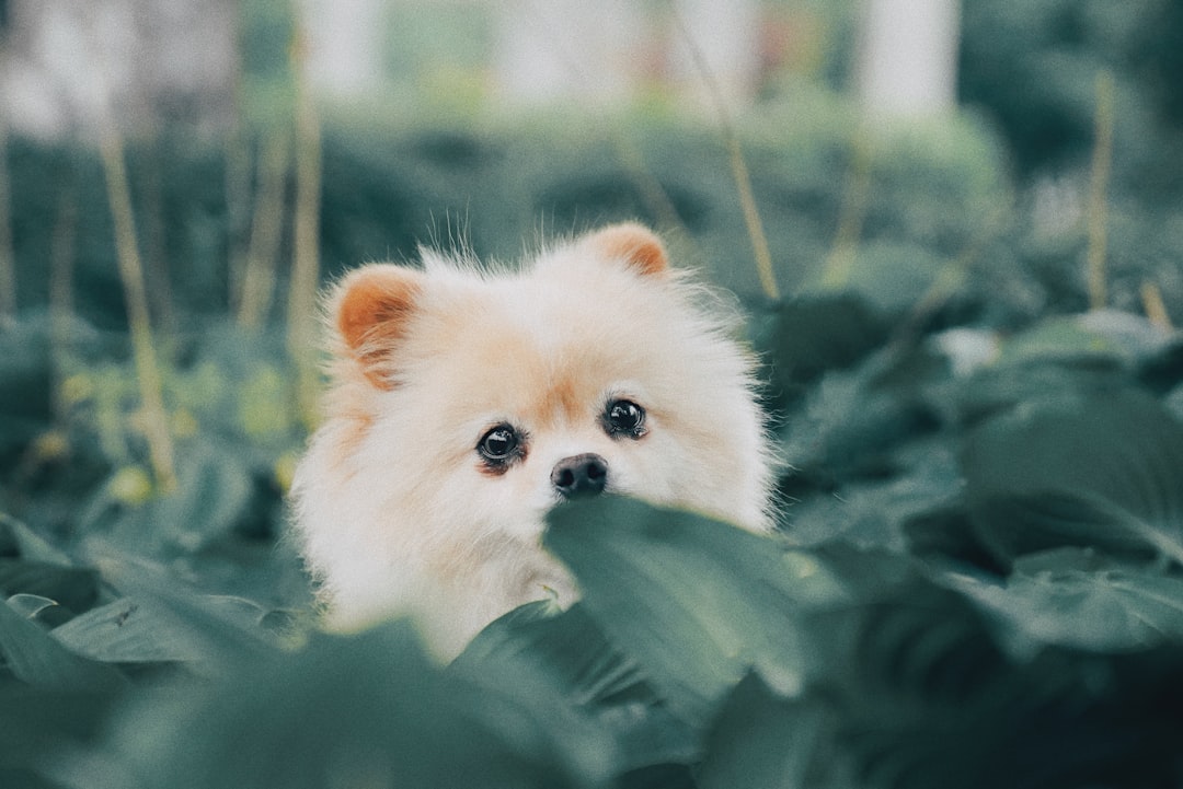 軽井沢・佐久のトリミングサロンVitaとは｜犬のほいくえん運営だから実現する3つのこだわり