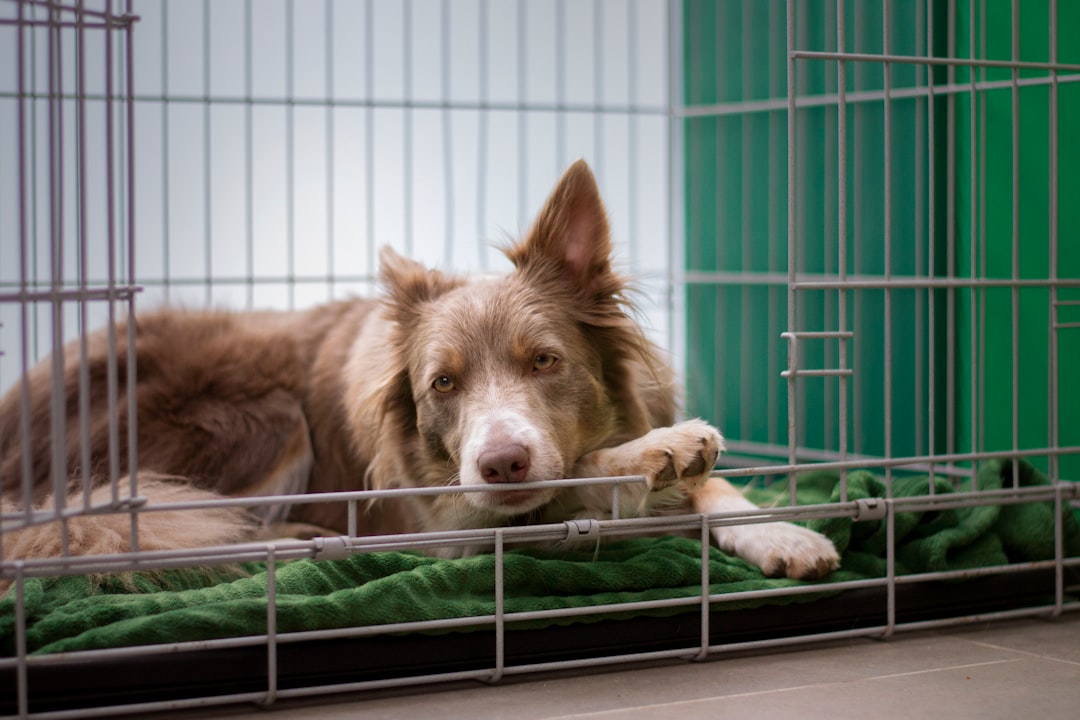 ドッグホテルと犬のほいくえんの組み合わせ活用術｜一体運営だからできる最高の体験