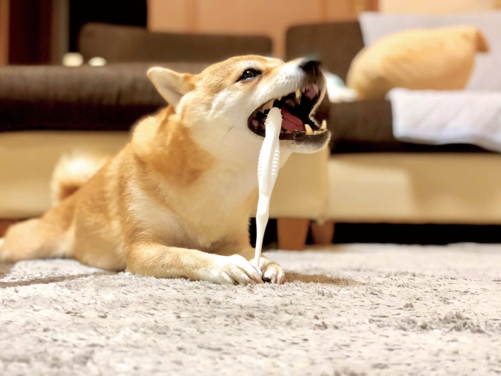 犬の歯磨きの正しいやり方！嫌がる子も慣れる3ステップ