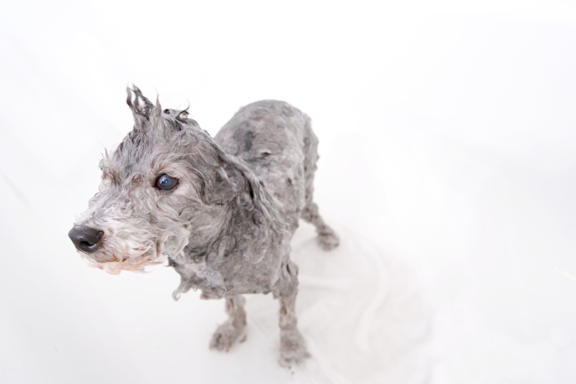 犬のナノバブル効果を徹底解説！皮膚ケアやニオイ対策に