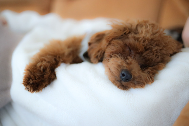 犬の睡眠時間は長いのが普通？年齢別の目安と快適な環境の作り方